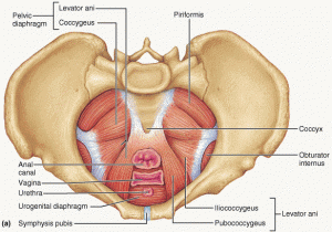 Lower Abdominal Pain Due to Pelvic Floor Dysfunction
